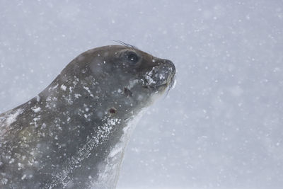 Close-up of fish in sea