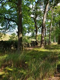 Trees growing in forest