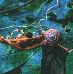 Close-up of snail on leaf