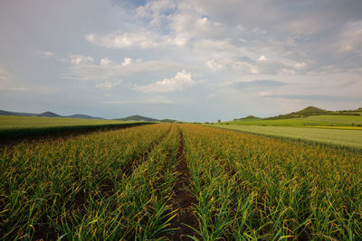 Scenic view of agricultural field against sky