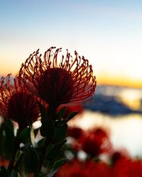 Close-up of red flowering plant against sky during sunset