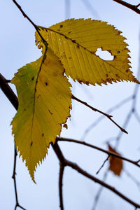 Close-up of leaves on plant against sky