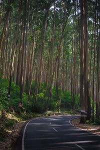 Road amidst trees in forest