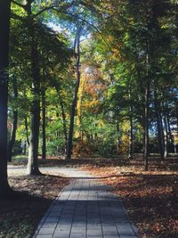 Footpath amidst trees