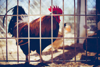 Close-up of rooster in cage