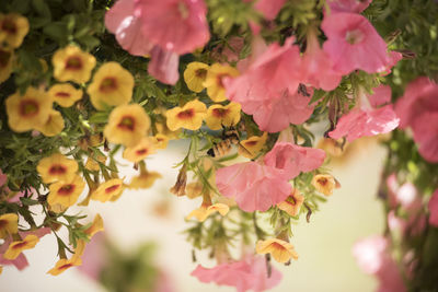 Close-up of flowers blooming outdoors