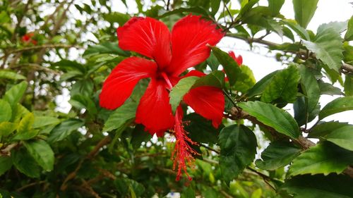 Close-up of red flowers