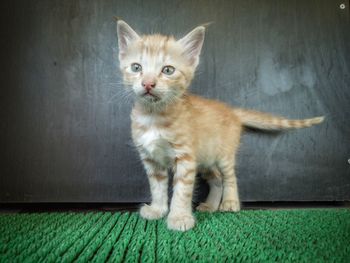 Portrait of cat sitting on floor