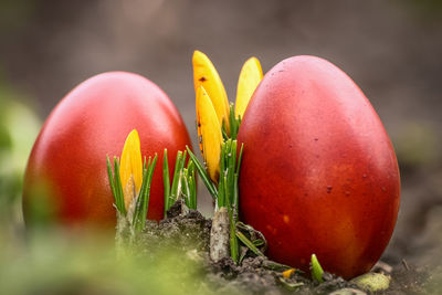 A beautiful red easter egg in the garden