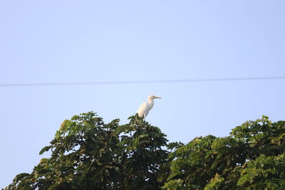 Low angle view of bird perching on tree against sky