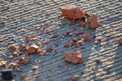 Close-up of wooden plank