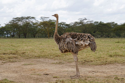 Ostrich standing in a field