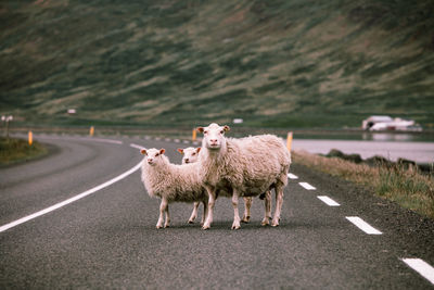 Sheep standing on road