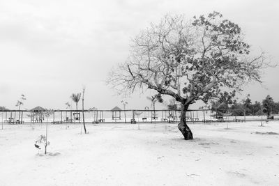 Trees on beach against sky during winter