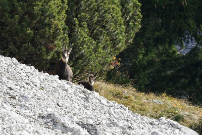 View of birds on rock