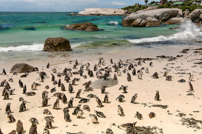 Penguins perching on shore at beach