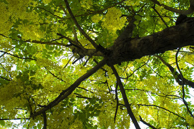 Low angle view of tree in forest