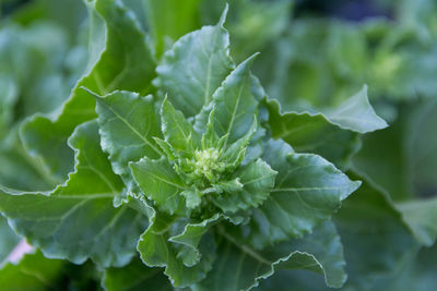 Close-up of fresh green leaves