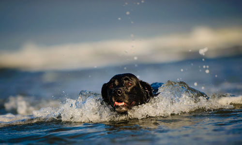 Dog in sea