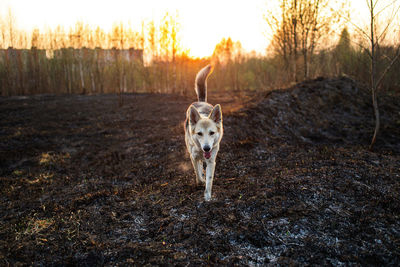 Portrait of dog running on field