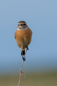 Close-up of bird perching on tree against clear sky