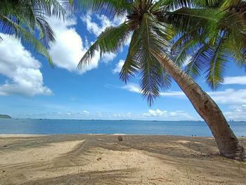 Palm trees on beach against sky