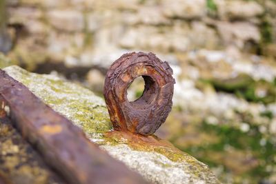 Close-up of rusty metal on moss