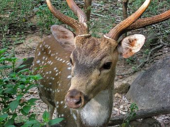 Animal in forest