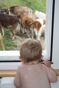 Baby looking at cow through window