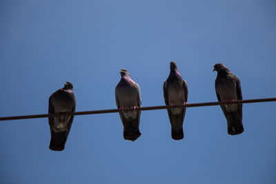 Low angle view of birds perching on cable against sky