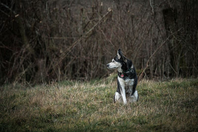 Portrait of dog on field