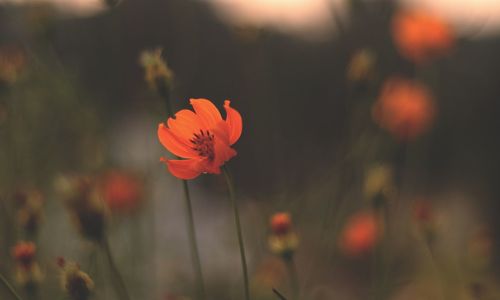 Close-up of orange flower on field