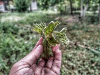 Close-up of hand holding leaf