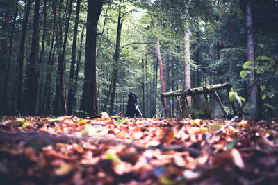 Surface level of leaves on trees in forest