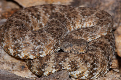 High angle close-up of crotalus mitchellii on rocks