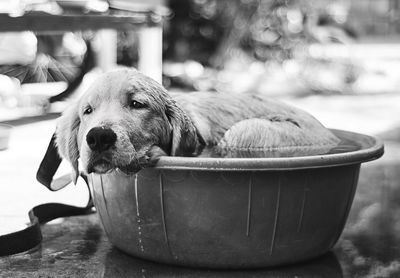 Dog in bucket of water