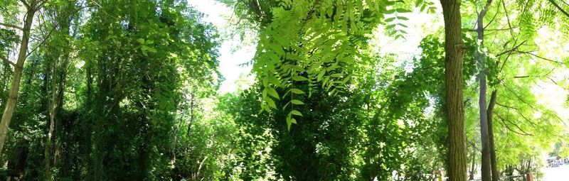 Low angle view of bamboo trees in forest