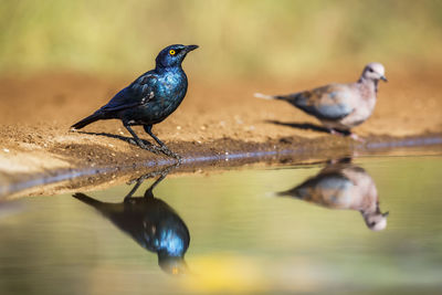 Close-up of bird perching on lake