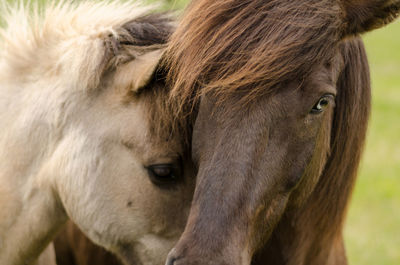 Close-up of a horse