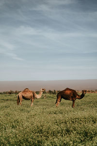 Camels on field against sky