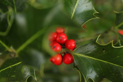 Close-up of red berries growing on tree