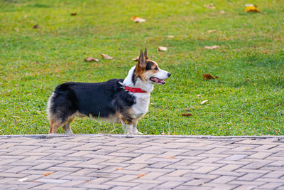 Full length of a dog on field