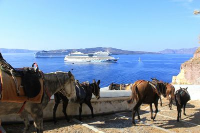 Panoramic view of horses on sea against clear sky