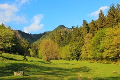Scenic view of trees on field against sky