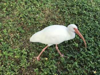 White bird perching on a field