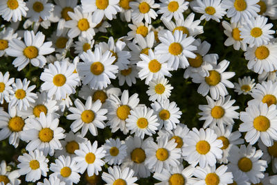 Full frame shot of daisies
