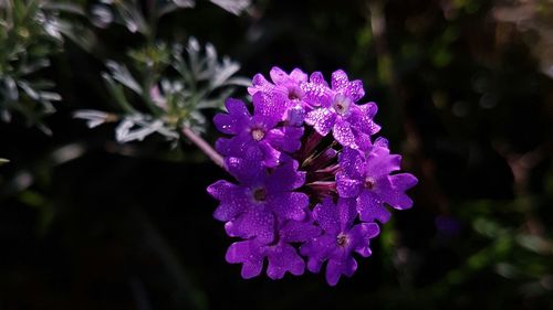 Close-up of purple flowers blooming outdoors