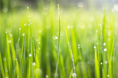 Close-up of wet grass