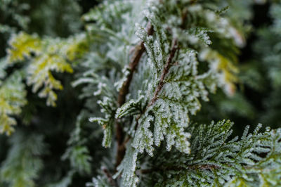 Close-up of frozen branches