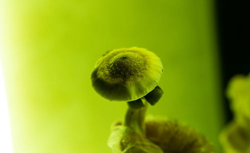 Close-up of green flower bud